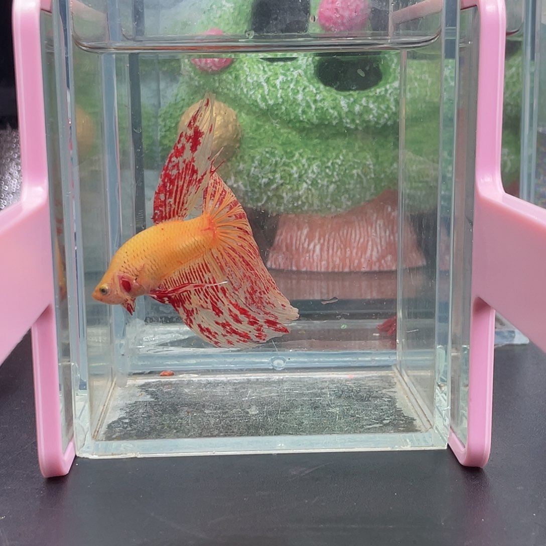 斗鱼vip爆斑万兰达巨斗半月