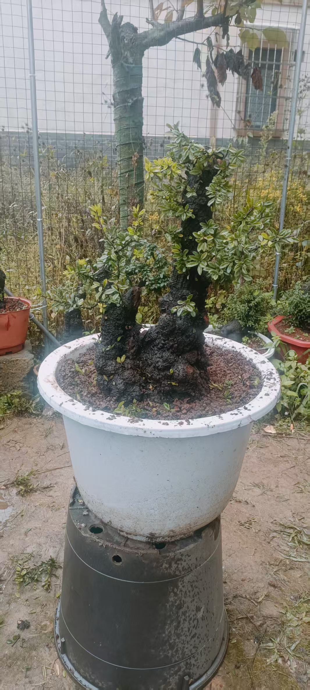 贵州铁马小黑刺。注明直播间专用，平时勿拍