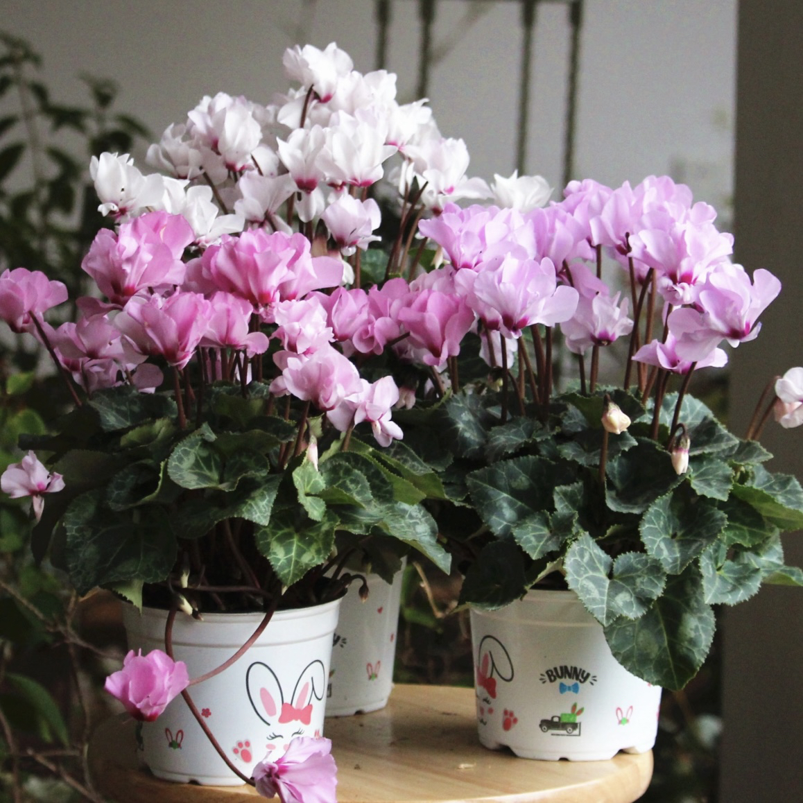 【浅色重瓣小风车·仙客来】种球多年生！四季开花香味盆栽