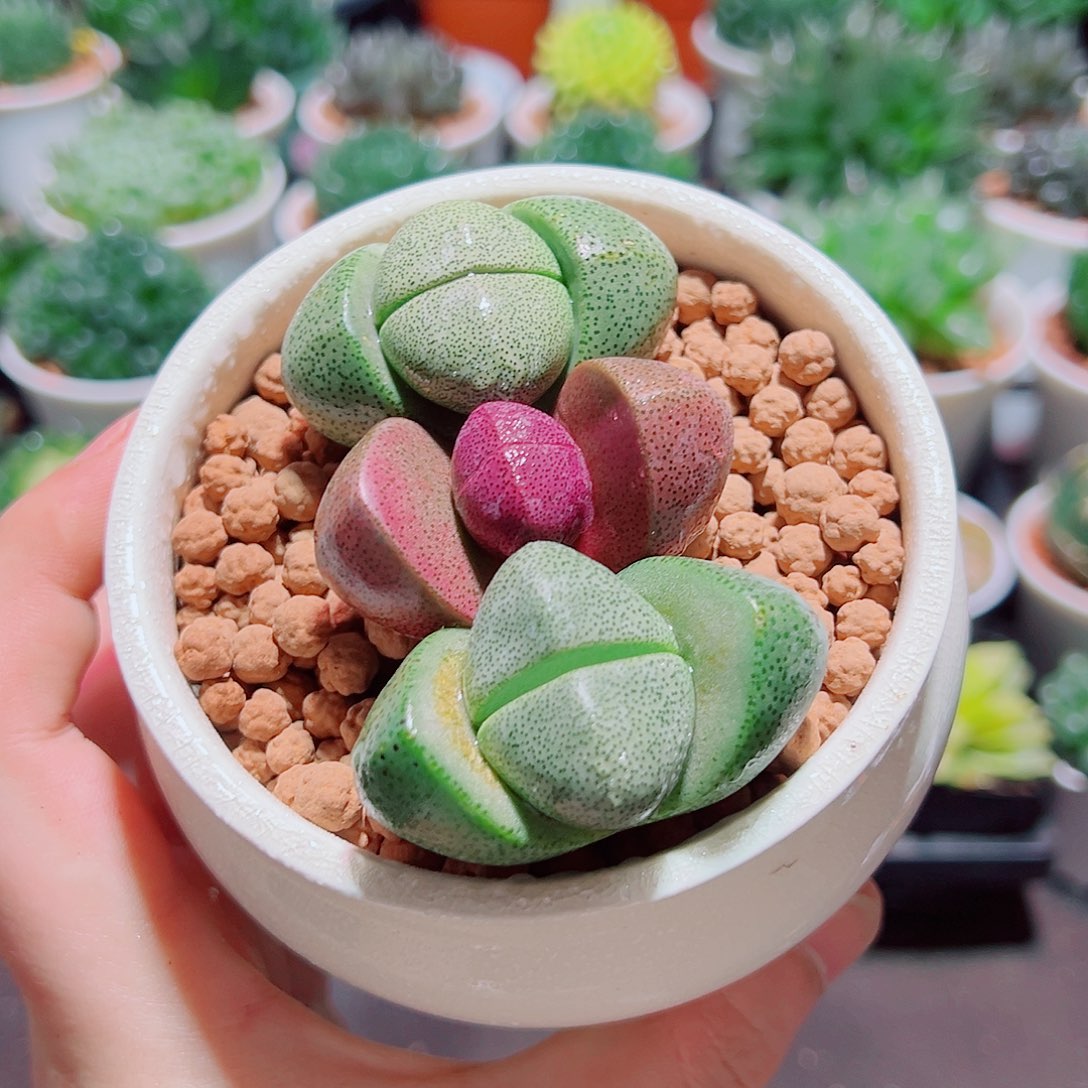 1紫元宝2绿元宝原盆土