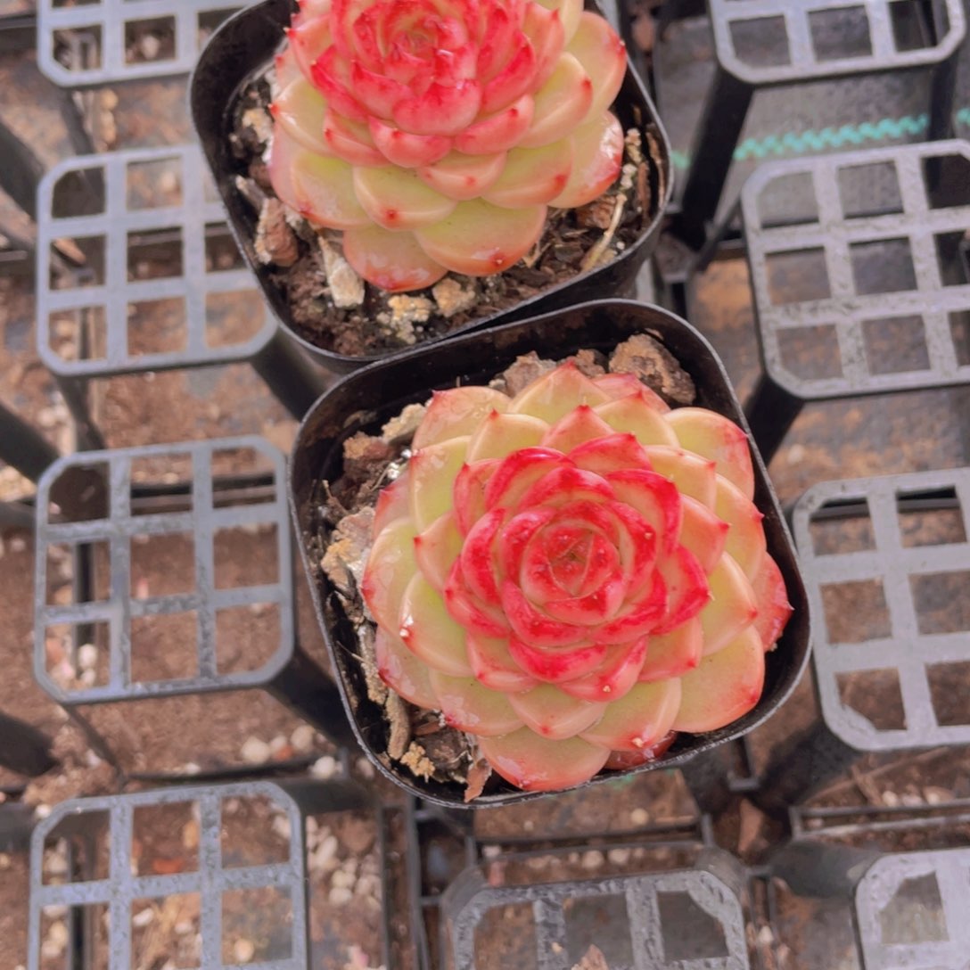 341号 全状态冰透珍妮糖心一个