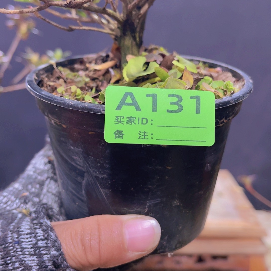 红陶直播时间一直一直