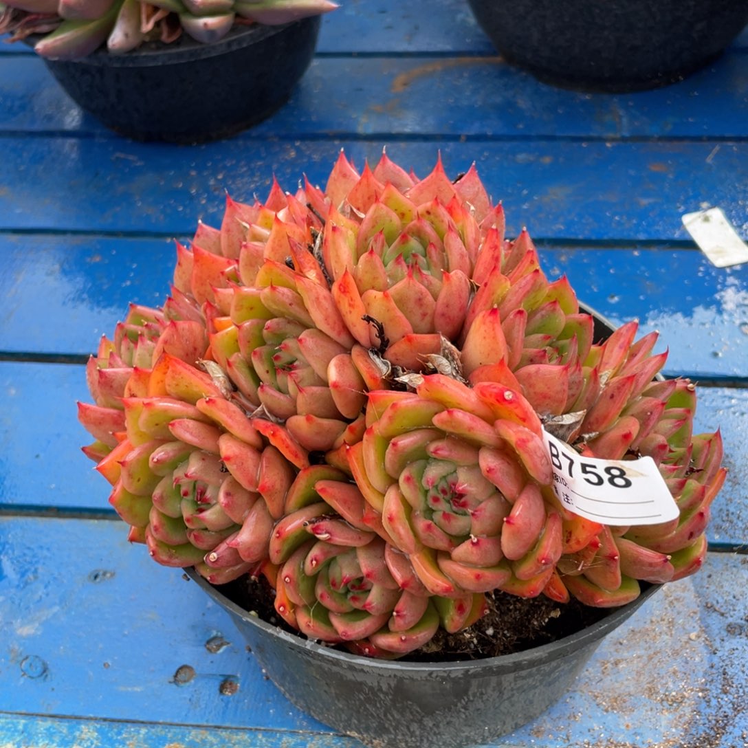 无花朵若如东云组拍B758