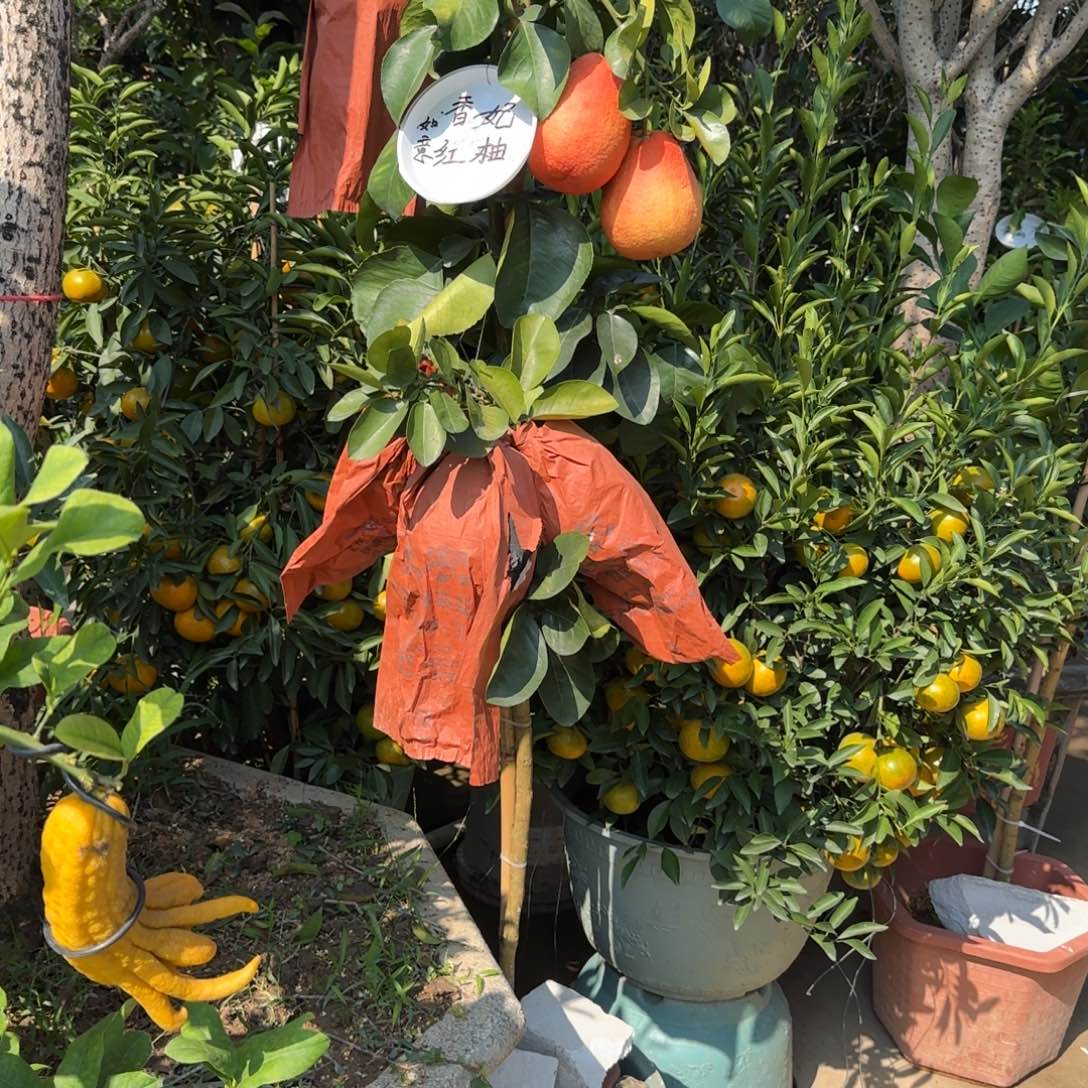 开***具无花朵果树11111111111