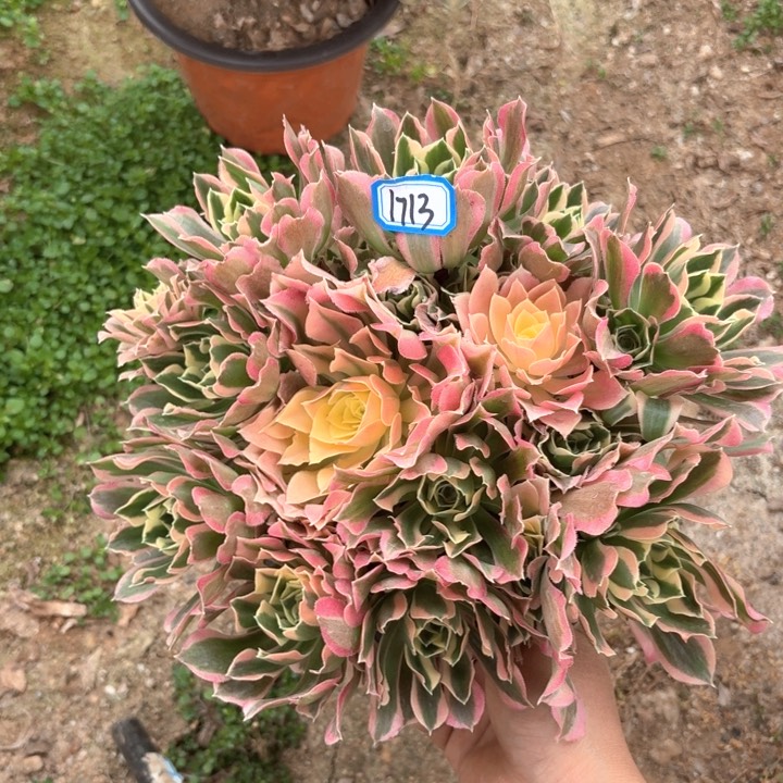 雨化石丛林朵1713法师多肉