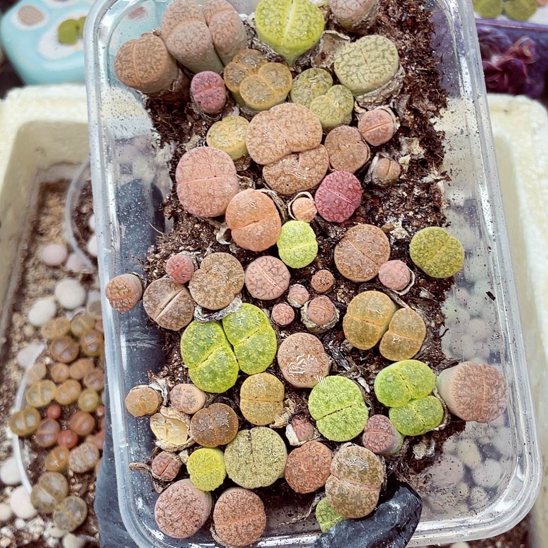 生石花18包邮0906-57