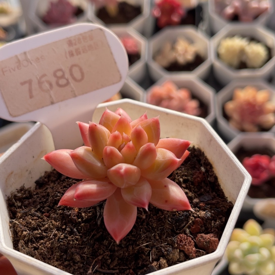 甲骨文7680-4.0厘米