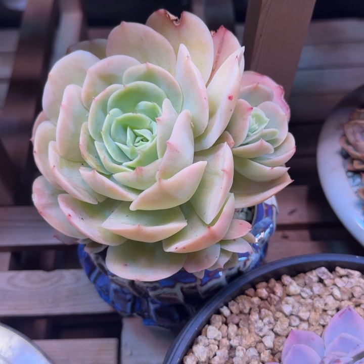 桃花坞多肉植物fghvbb