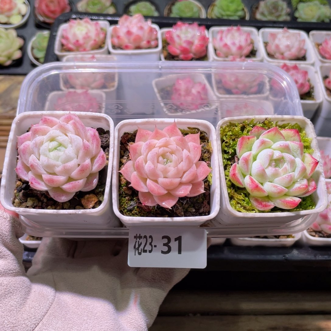 花利美23-31美瞳3颗