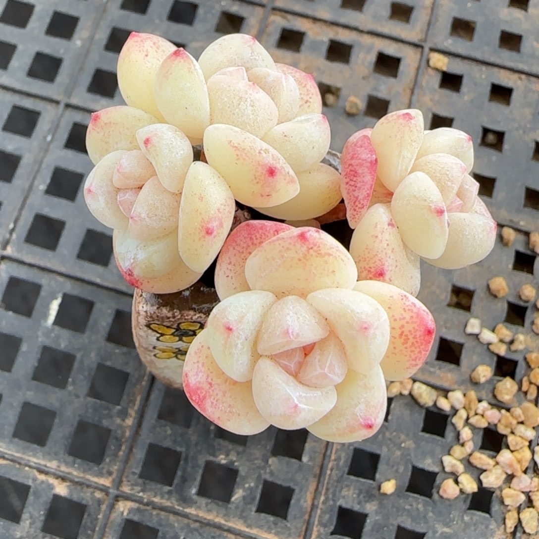 拇指冰玉小群4头长腿