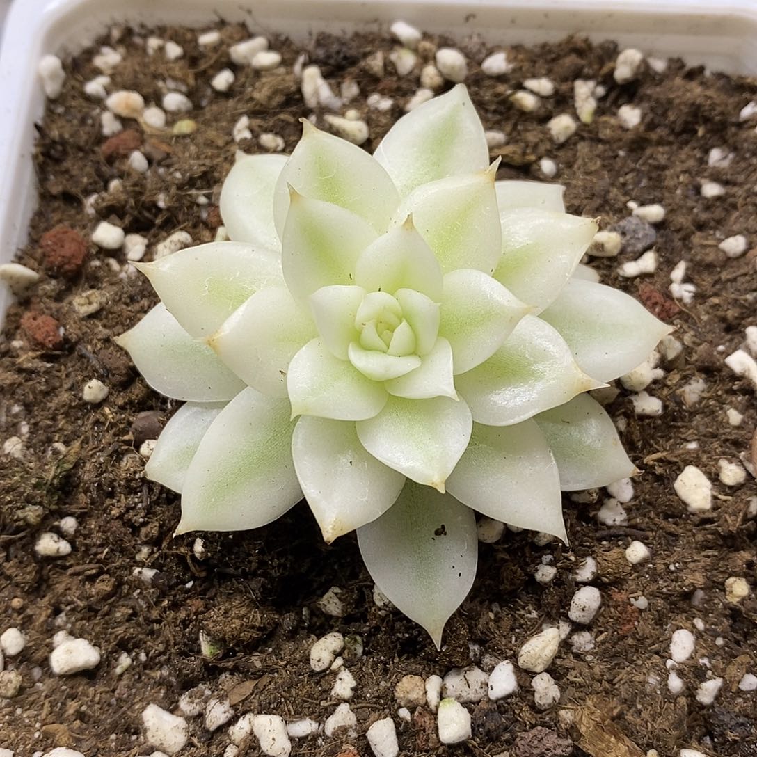 04102 绿水晶超宽覆轮锦 10 天后发货