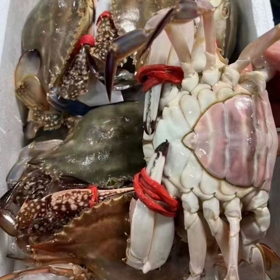 渤海湾带黄大母蟹（带黄冷冻大母蟹3斤）1斤3只两规格】【保鲜不保活】