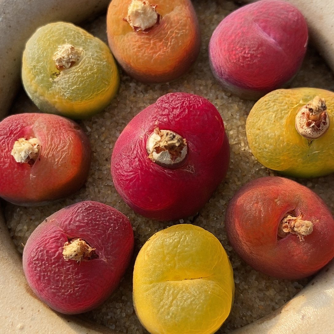 344彩蟠桃一组。    