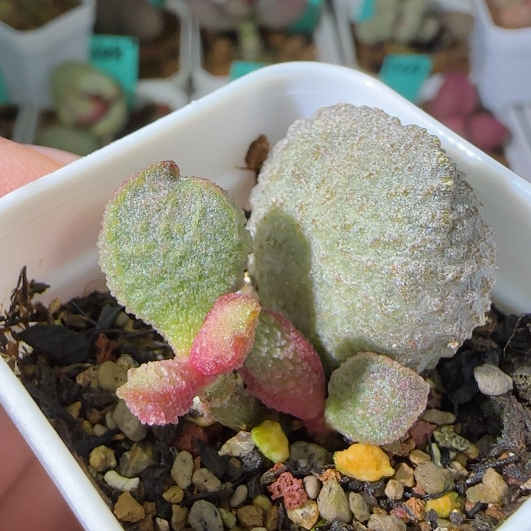 实生叶插，四方盆发