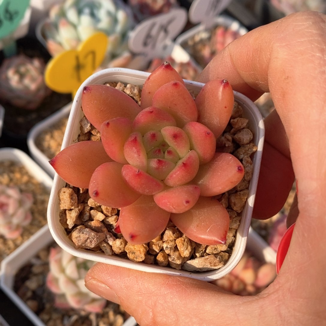 精品多肉一物柏不包整23