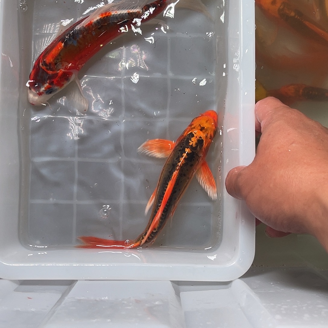 锦鲤包邮，包邮，24