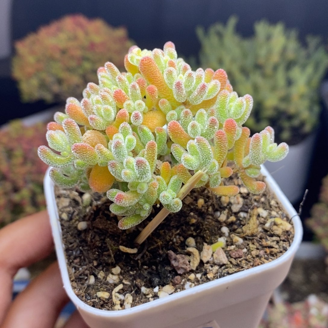 无花朵20号优选冰晶枝干