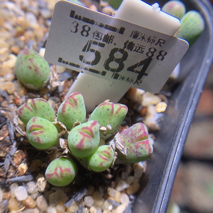 zzz精品生石花584斑马