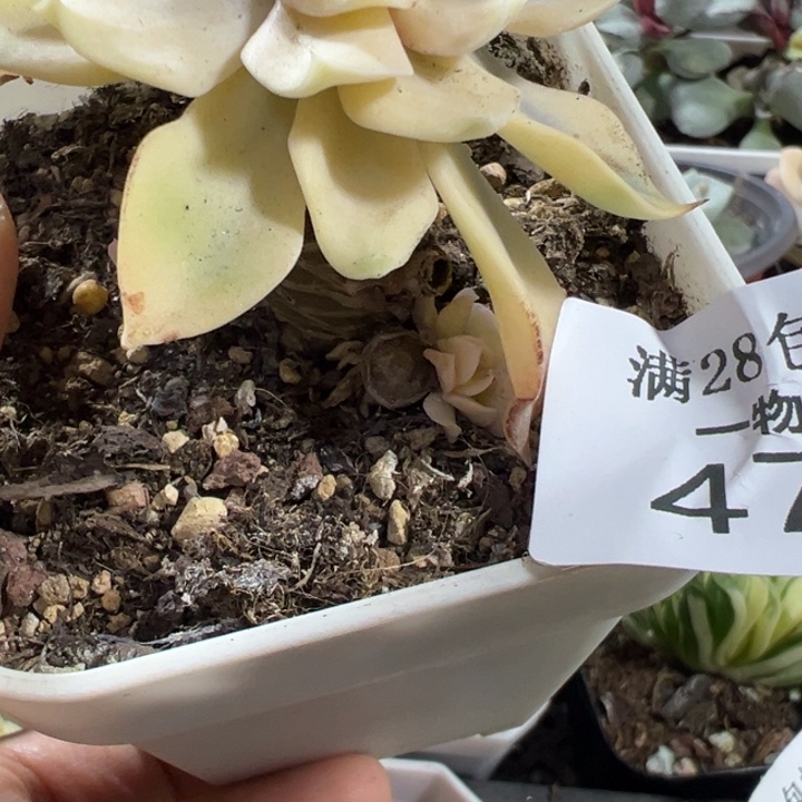 利比里亚锦多肉植物477