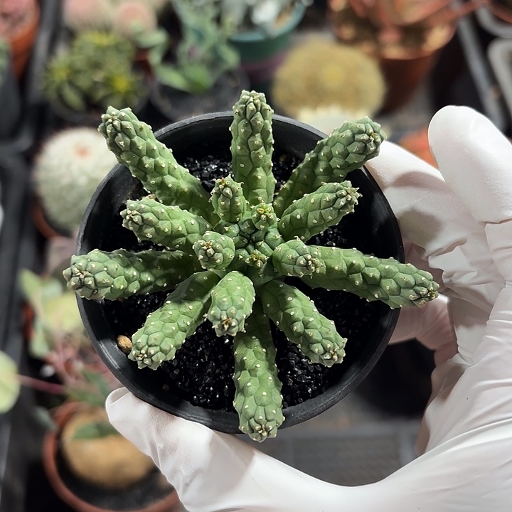 九头龙仙人球123