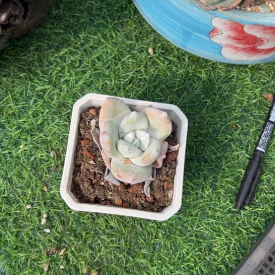 小***儿谢谢宝～一物一拍7207