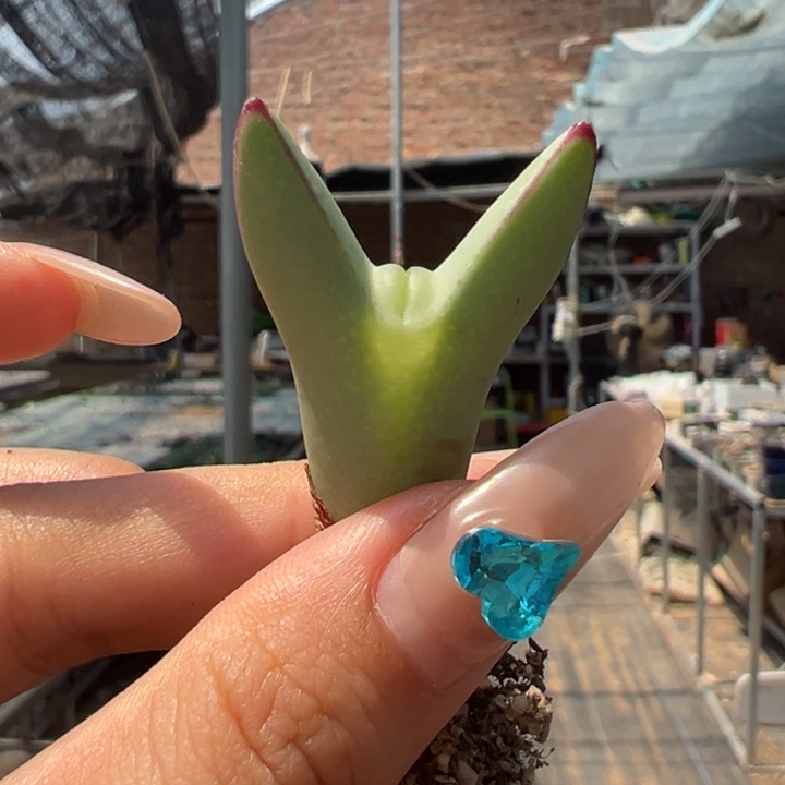 嘟嘟唇红粗边少将多肉