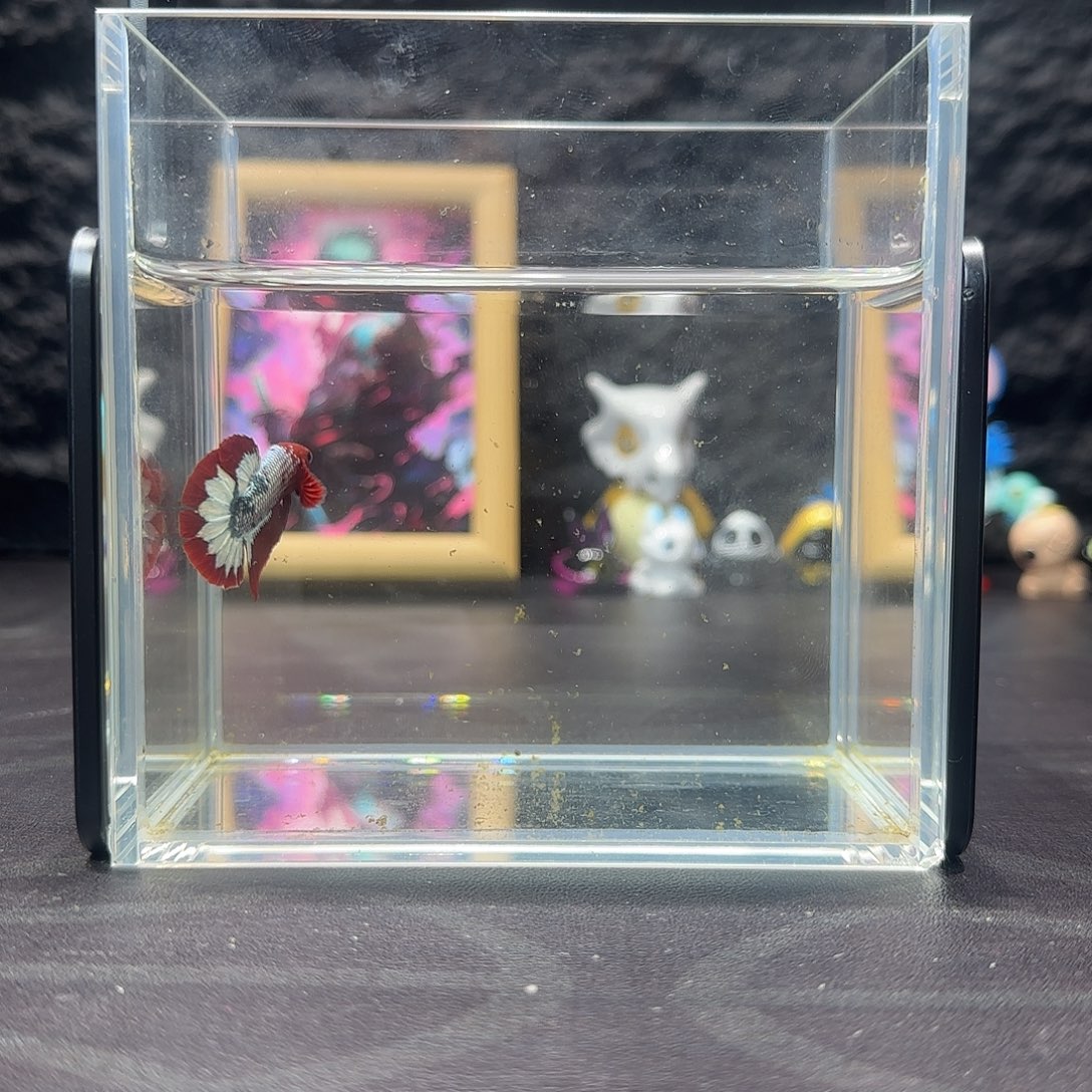 海水鱼十二月二十五日