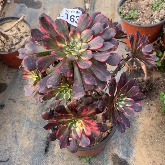 163烟花法师不包断枝