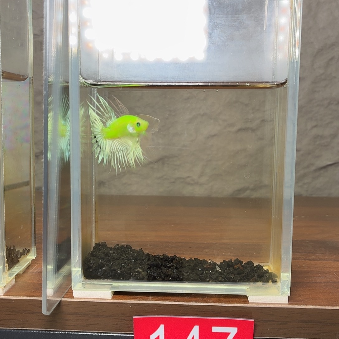 斗鱼荧光白狮王公鱼