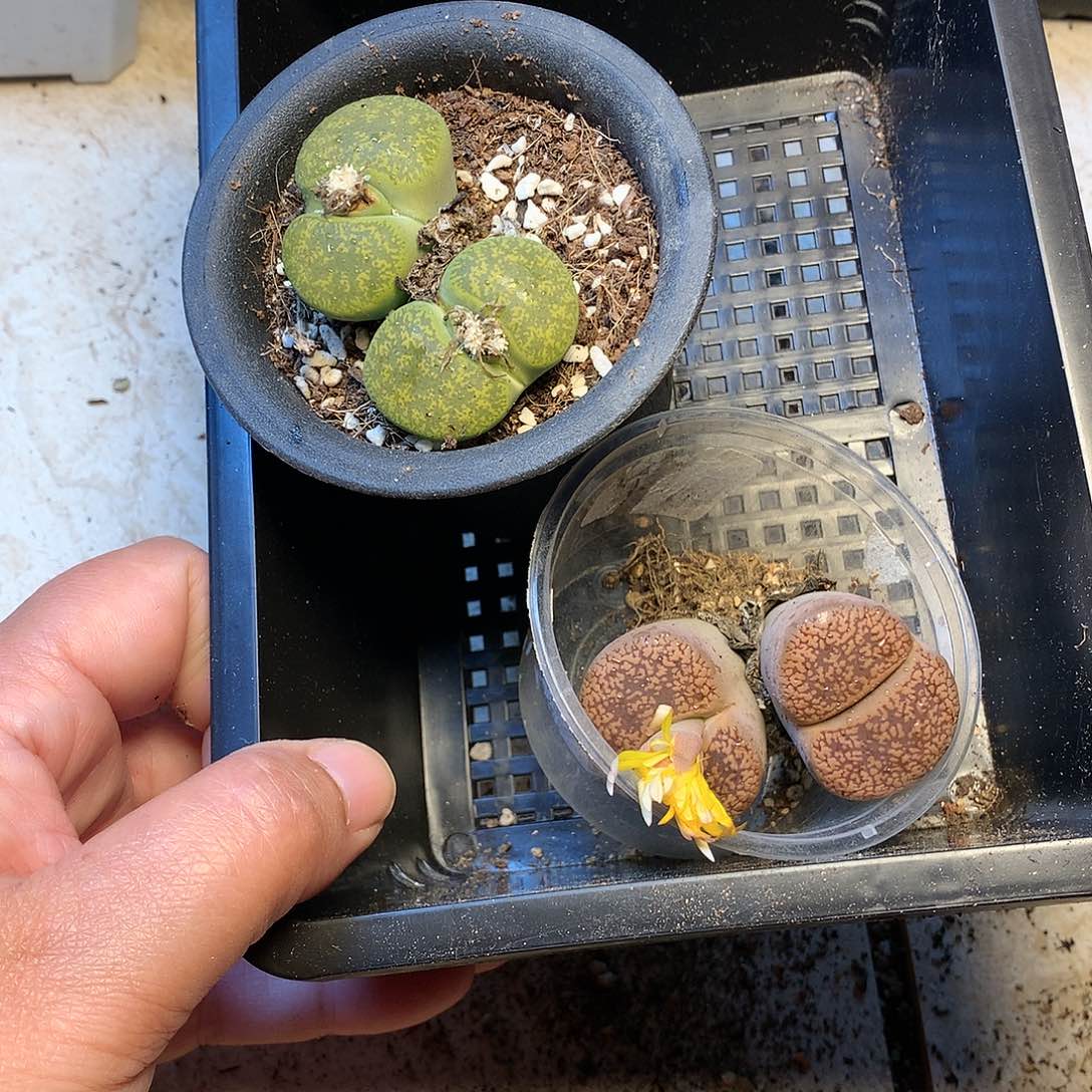 飞***?T478多肉植物保护