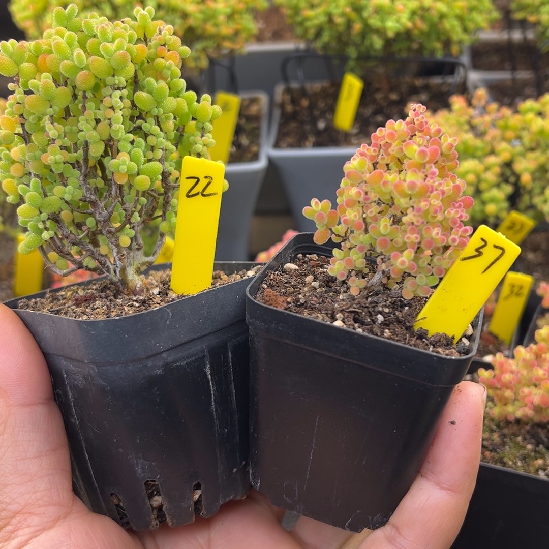 无***虑金桔蜜橘37和22号一物一拍