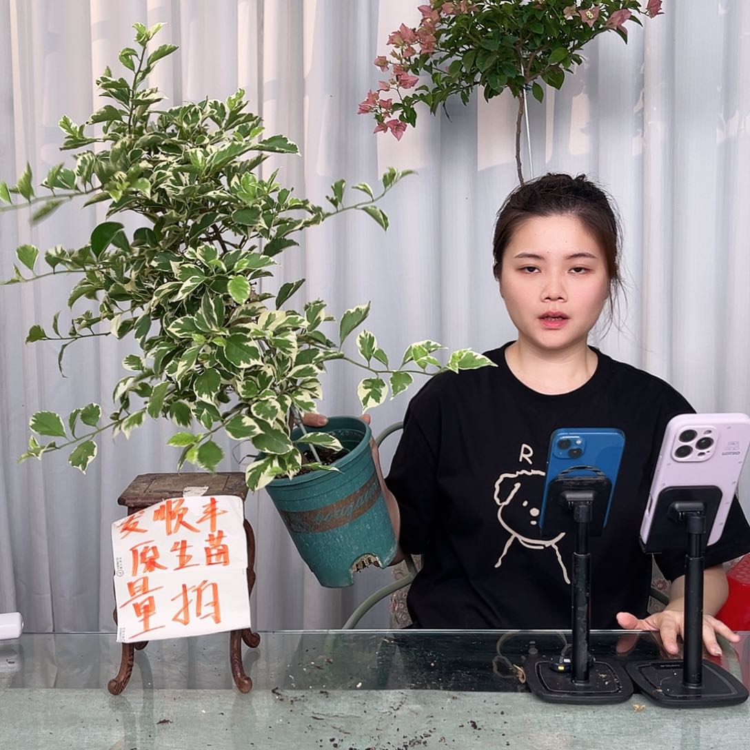 银边白带竹一颗，