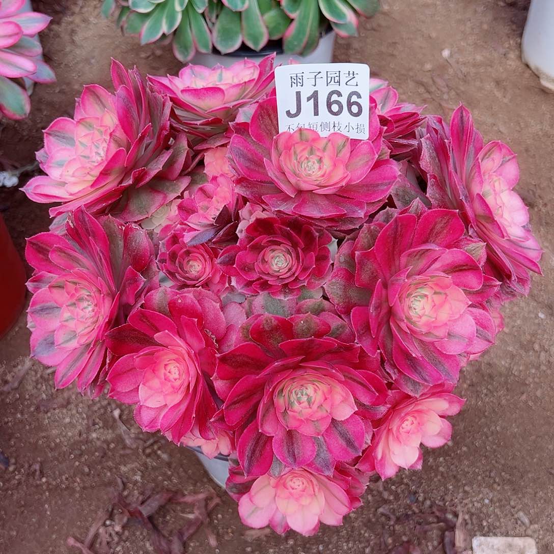 166倾城尺寸尺寸23左右