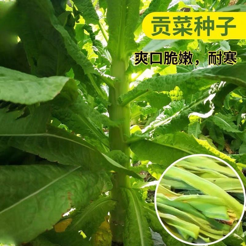正宗贡菜种子四季播新鲜蔬菜种子大全爽脆耐寒耐热响菜山蛰菜种子