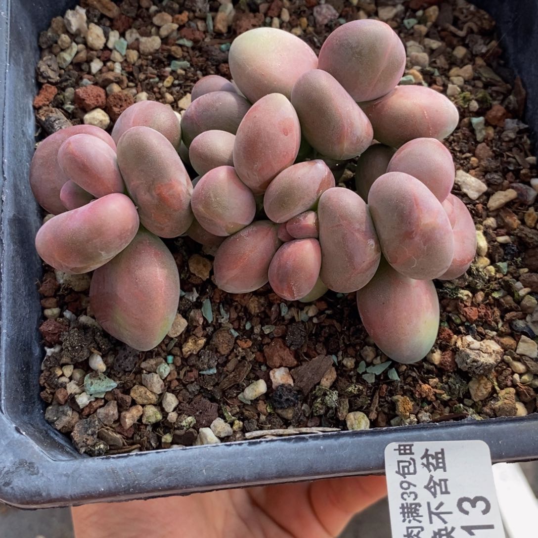 芒果奶酪013/9c m多肉