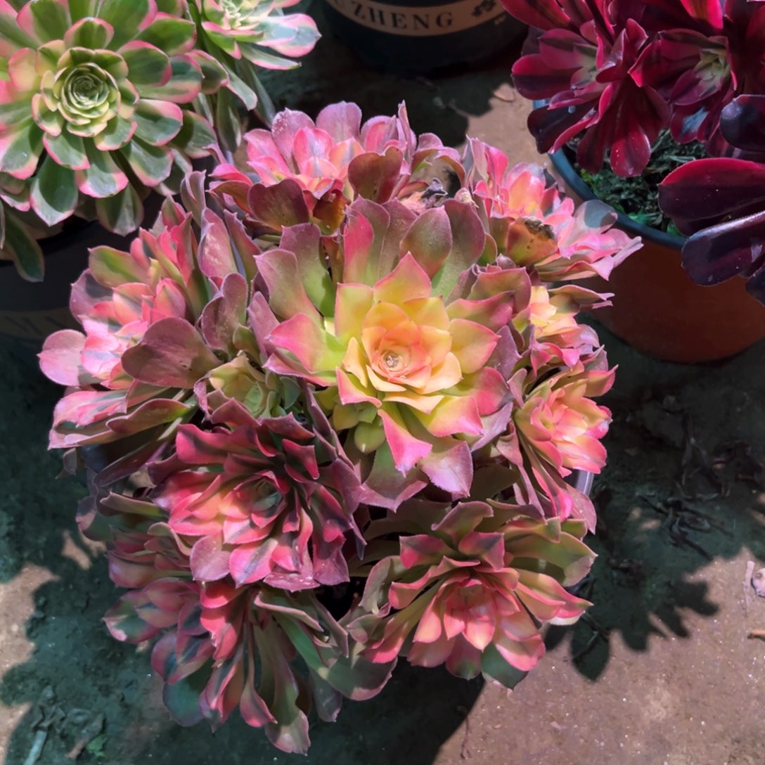 多肉植物香妃219