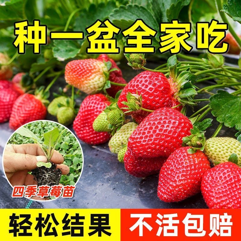【带花带果】四季带果草莓秧苗盆栽大果草莓苗奶油草莓苗阳台种植