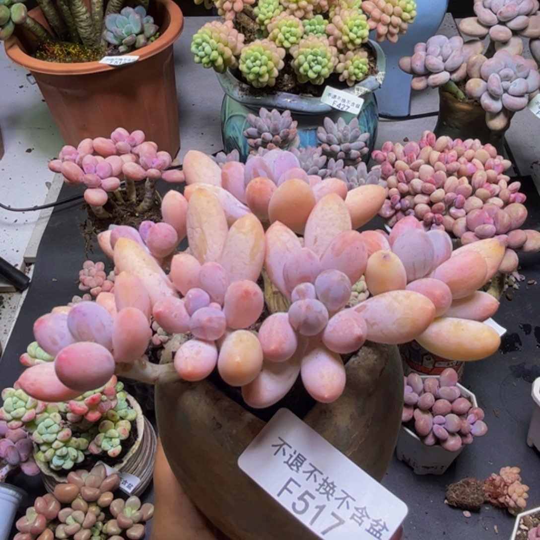 黄金手指奶酪517/9cm