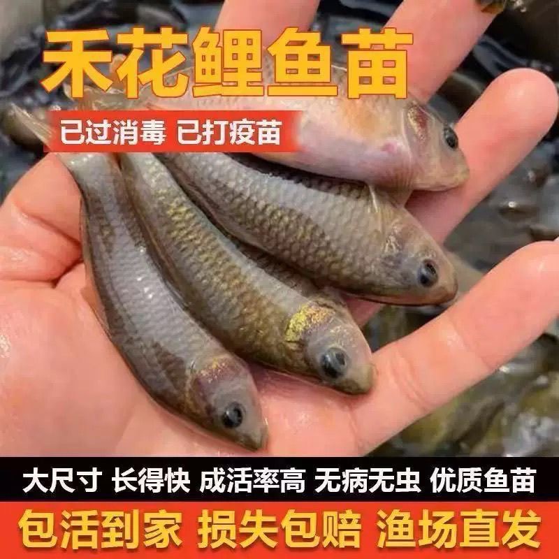 禾花鲤鱼 荷花鲤稻田鲤鱼 宠物观赏包邮包损
