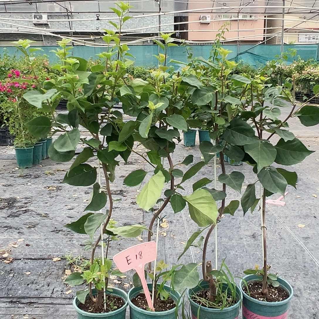 当前无花栽培后可以开花E18随机一颗