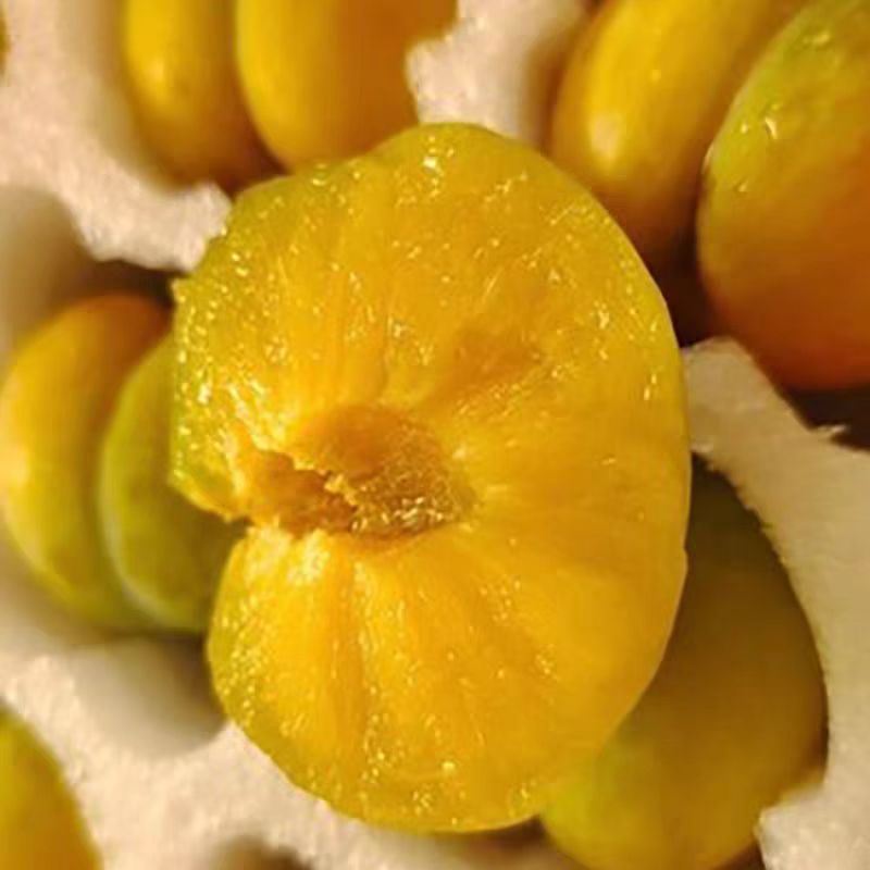 新鲜正宗蜂糖李5斤 现摘现发 酸甜爽口孕妇李子