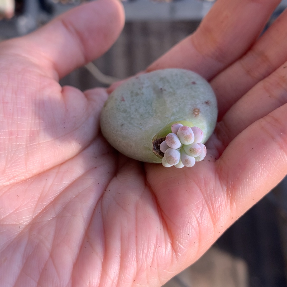 油煎 不凑满28元发一片叶 不售后 到付