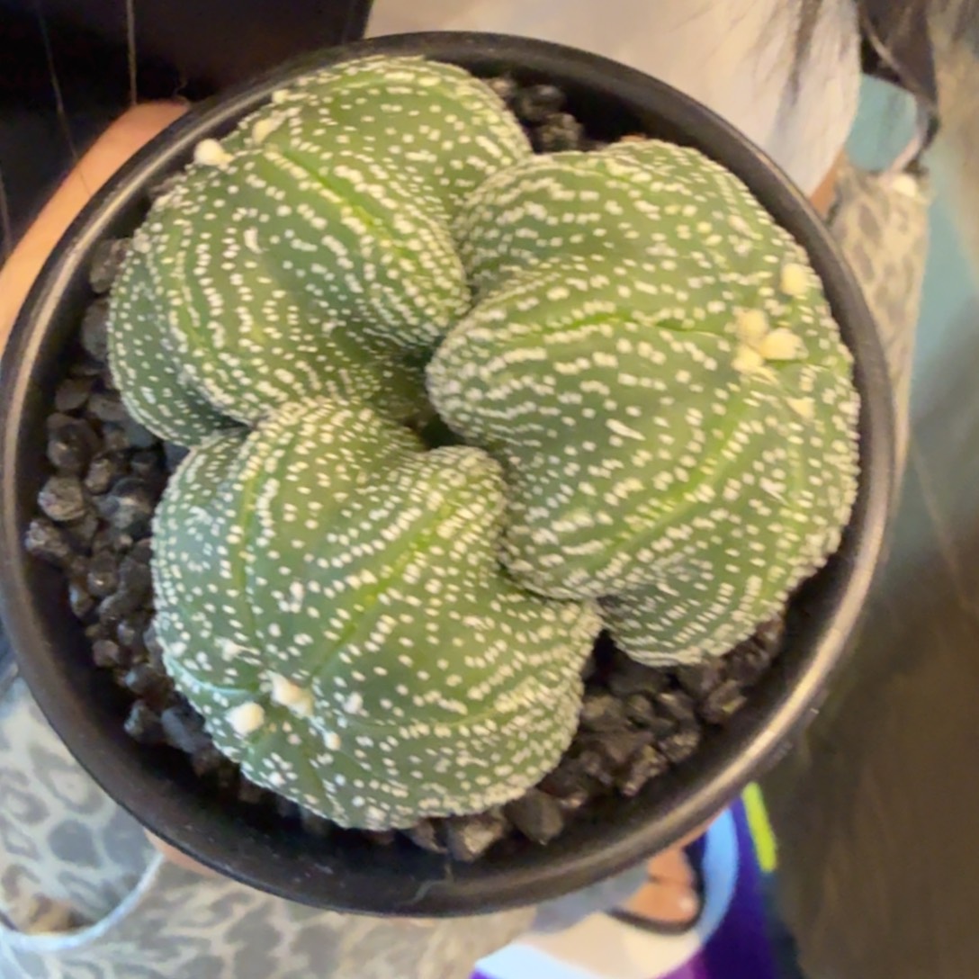 海***浪无花朵海浪三头福利