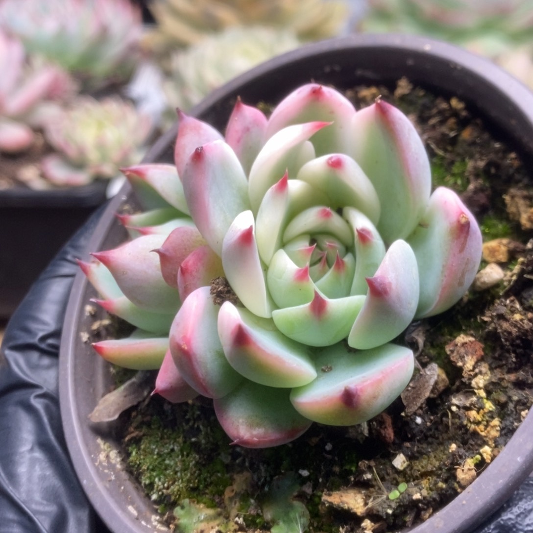 751锦锦锦锦锦锦年