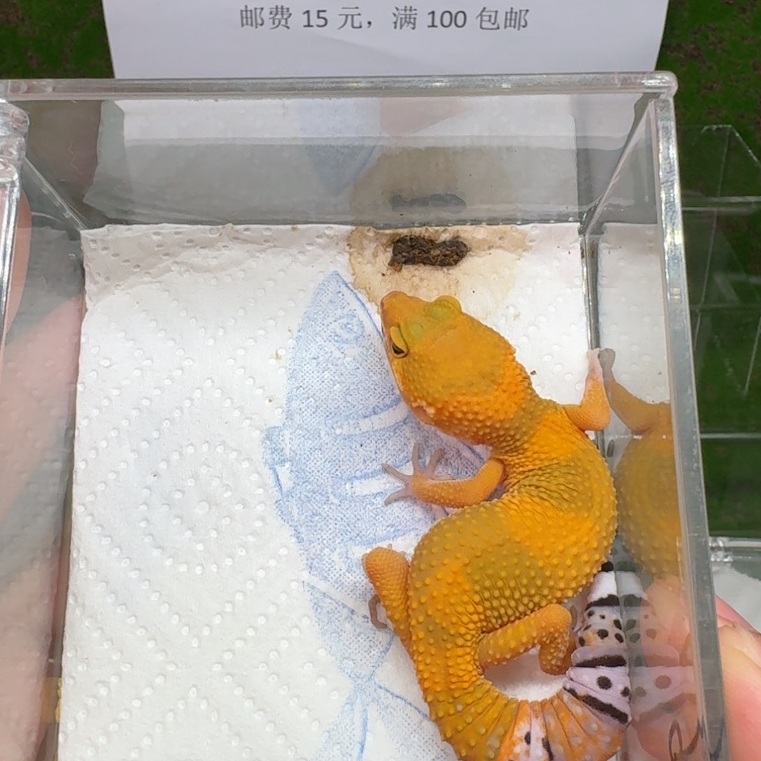 豹纹守宫蜜橘 红绿线 母