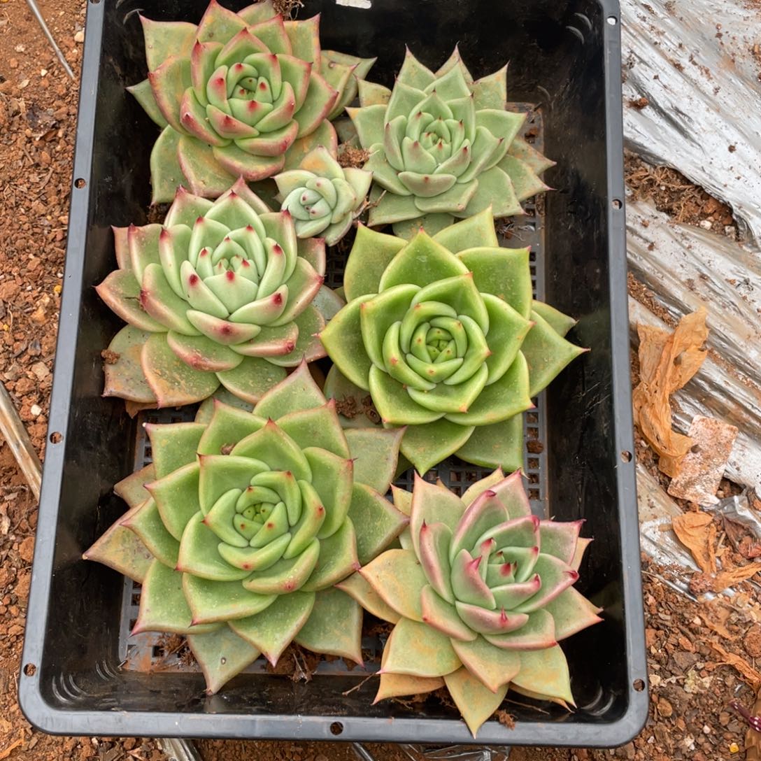 无花朵若如东云组拍D148