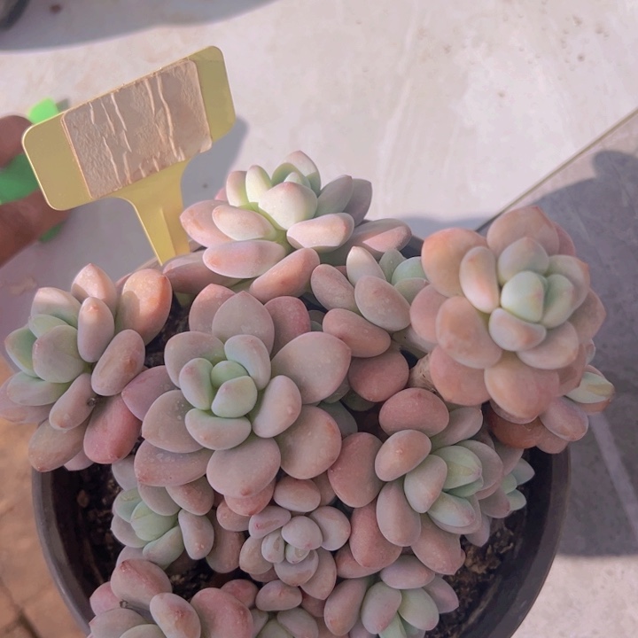 健健康康平平安安