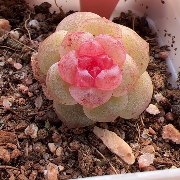 615 一物一拍，精品糖心，尺寸不大介意勿拍