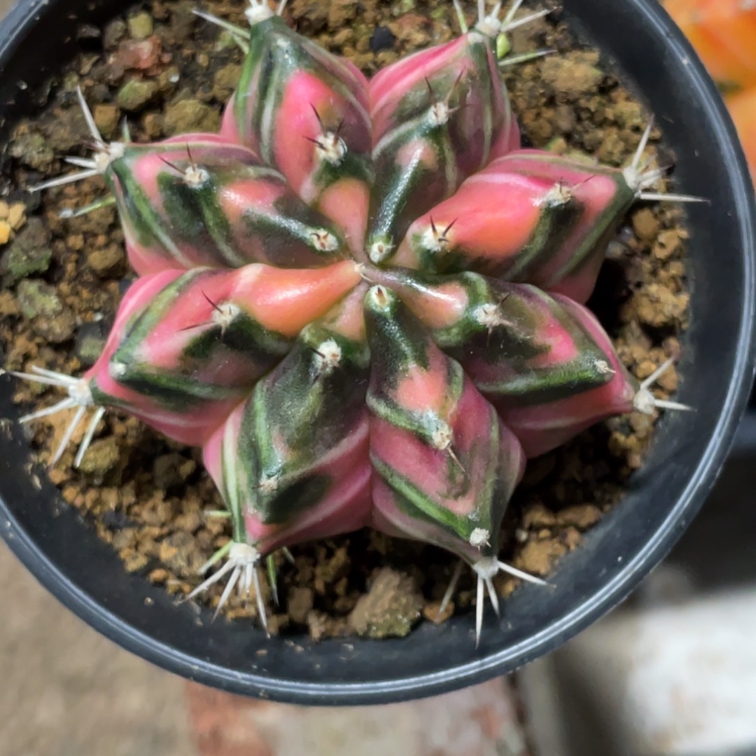 当前无花朵，栽培后可花朵粉虎斑