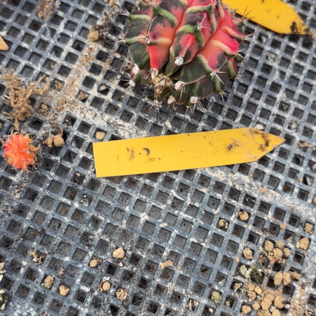 大***子159-1127泰国发货多肉